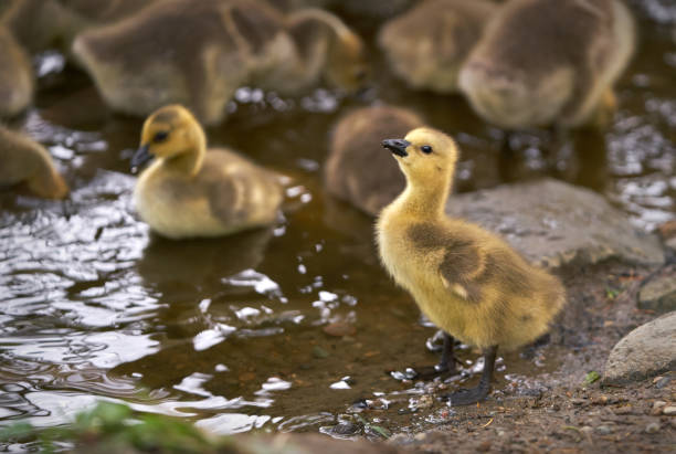 istock Goslings on Pond Shore 1223242356