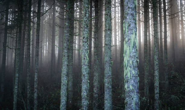 Forest of trees on Vancovuer Island, Canada