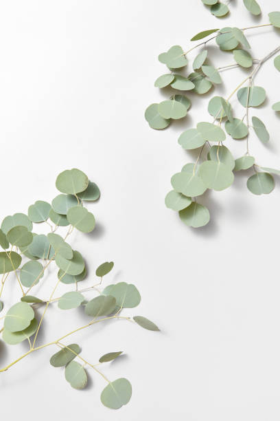 istock Corner composition from two twigs of natural Eucalyptus on a white background. 1223242475