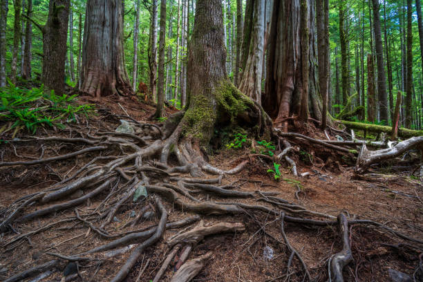 istock Avatar Grove Vancouver Island 1223242698
