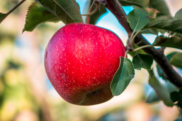 istock Apple ripe for picking in an orchard 1223242715
