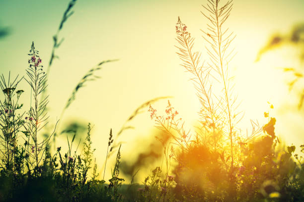 istock Sunset in the field 1223242766