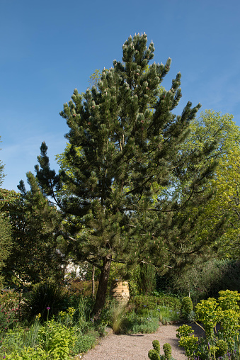 Pinus heldreichii is an Evergreen Coniferous Tree and Native of the Balkans