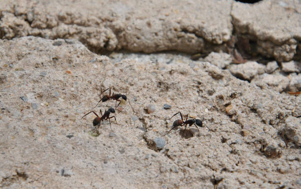 istock Several ants looking for food in the ground 1223244385