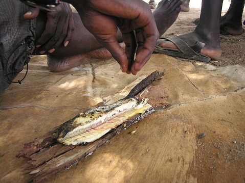 Fish baked traditionally in acacia bark, Valley Omo, Ethiopia.