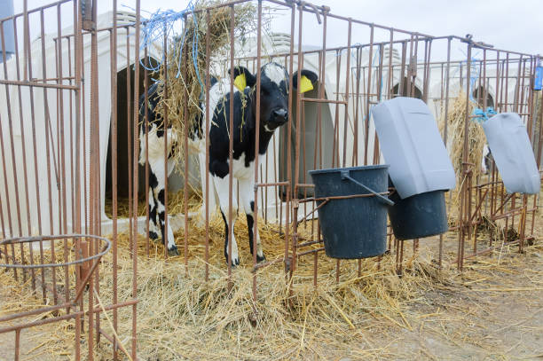 istock Young cows on the farm 1223245353