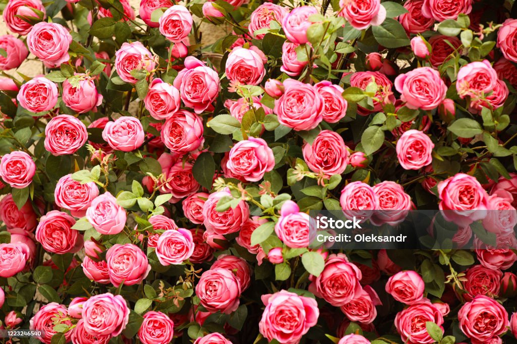 Flores De Rosas Rojas Hermoso Fondo Natural De Plantas Ornamentales  Decoración De Locales Y Parques Colores De Otoño Negocio Para El Cultivo De  Plantas En Venta Fondo Para Diseño Floral Foto de