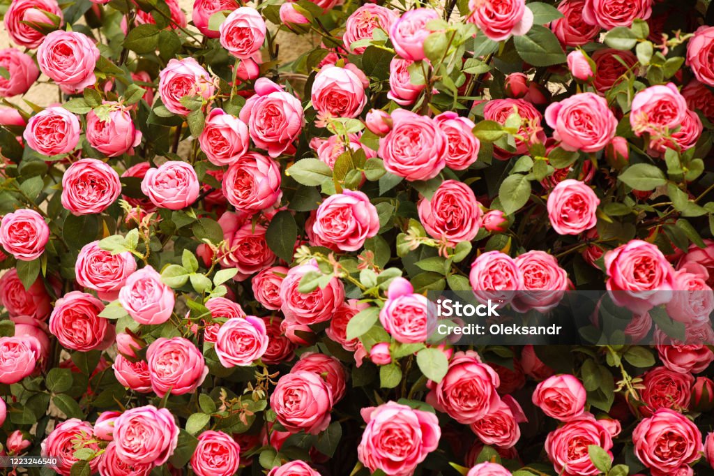 Flores De Rosas Rojas Hermoso Fondo Natural De Plantas Ornamentales Decoración De Locales Y Parques Colores De Otoño Negocio Para El Cultivo De Plantas En Venta Fondo Para Diseño Floral Foto de Flores De Rosas Rojas Hermoso Fondo Natural De Plantas Ornamentales Decoración De Locales Y Parques Colores De Otoño Negocio Para El Cultivo De Plantas En Venta Fondo Para Diseño Floral Foto de
