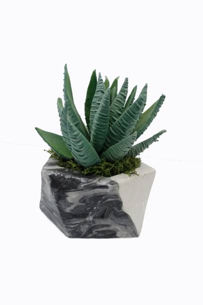 istock succulent flowers on a white background 1223246639