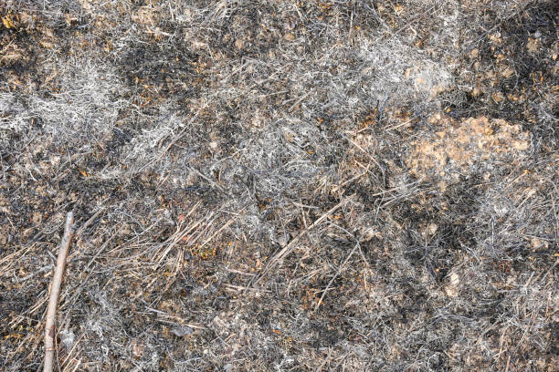 istock scorched grass on the field after a fire 1223247326