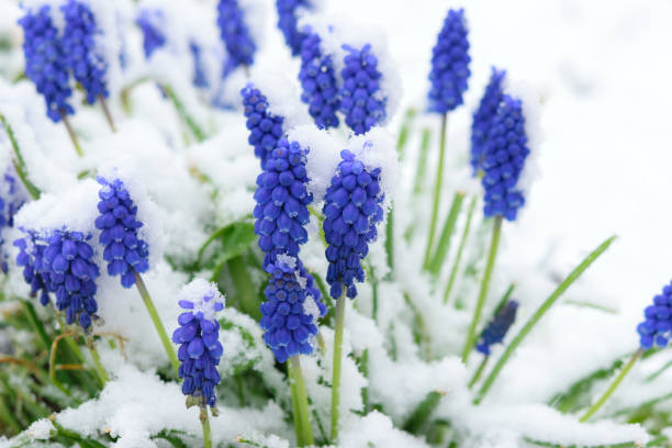 istock Snow in the spring garden 1223247597