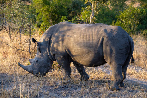 istock Rhinoceros in the bush 1223249753