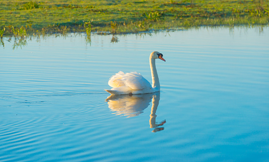 Swan swimming in a lake below a blue sky in sunlight at sunrise on a spring morning, Almere, Flevoland, The Netherlands, May 5, 2020