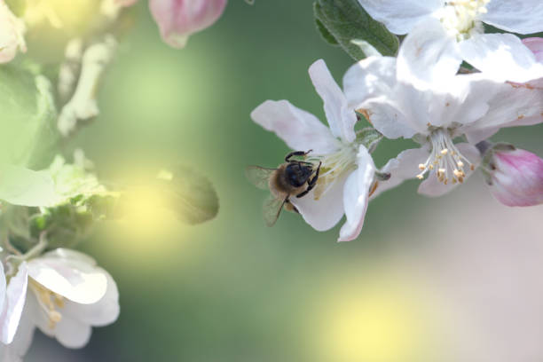 istock bee on a white flower on a tree.Bee picking pollen from apple flower.Bee on apple blossom.Honeybee collecting pollen at a pink flower blossom 1223249993