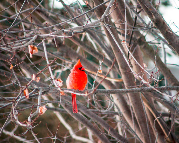 istock Cardinal sitting in a tree in the winter 1223250057