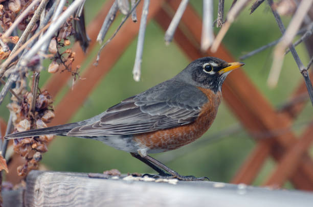istock American Robin in the backyard in the springtime in Winnipeg, Manitoba 1223250351