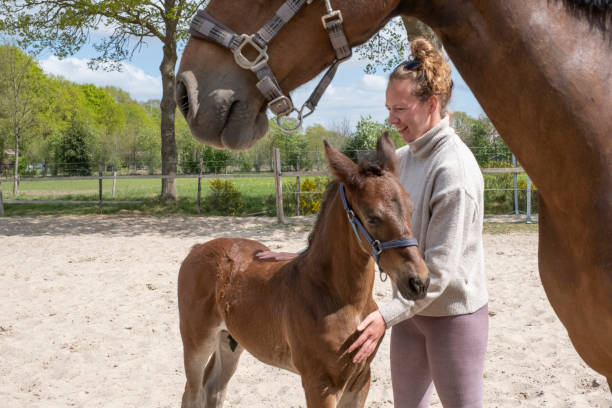 young stallion foal with a young woman, they hug with pleasure, outside in the sun, the mother is there young colt with a young woman, they hug with pleasure, outside in the sun, the mother is there. foal young animal stock pictures, royalty-free photos & images