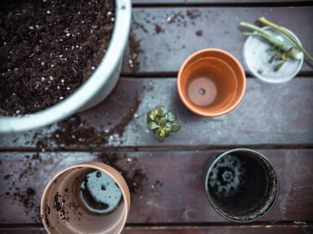 istock Home gardening in the city 1223251497