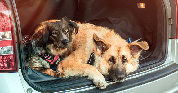 two cute adorable pets dogs lying down in car trunk travel and vacation concept