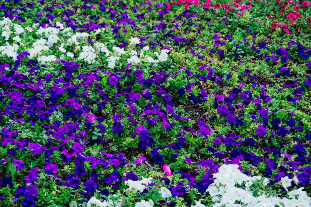 field of flowers of different shades field of flowers of different shades of purple, white tao of herbs pictures stock pictures, royalty-free photos & images