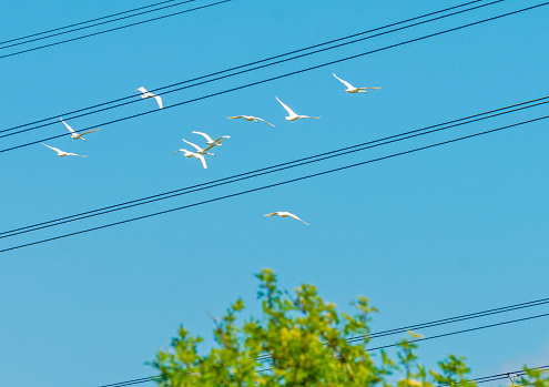Flock of swans flying over cables of a a transmission tower in a blue sky in sunlight in spring, Almere, Flevoland, The Netherlands, May 4, 2020