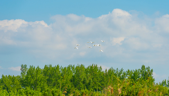 Flock of swans flying in a blue cloudy sky in sunlight in spring, Almere, Flevoland, The Netherlands, May 4, 2020