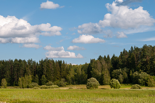 Beautiful forest landscapes with meadows on a sunny summer day.