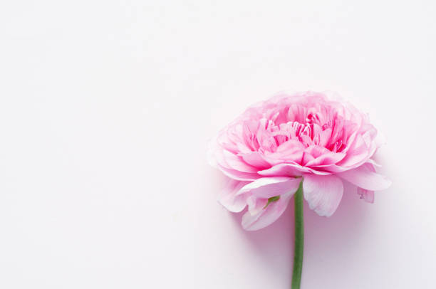 istock Beautiful pink ranunculus flowers on a pink background. Copy space 1223259230