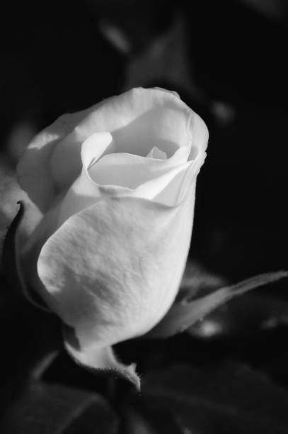 istock Rosebud - Black and White Portrait Format 1223259324