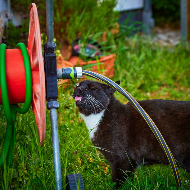 istock Black cat drinking from a dripping garden hose. 1223259431