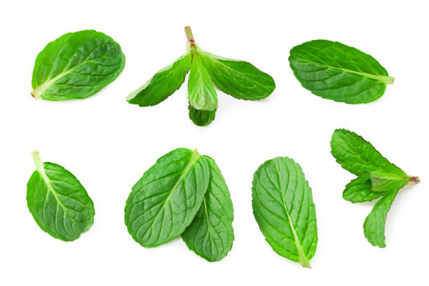 istock Fresh mint leaves isolated on white background. top view 1223261711