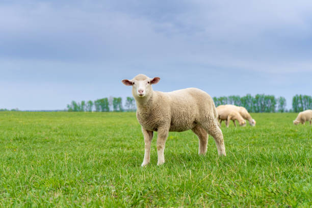 istock lamb grazes on a green field on a sunny day in summer 1223261892