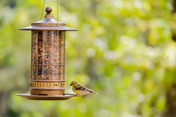 Photo of Yellow goldfinch bird at the bird feeder in the backyard.