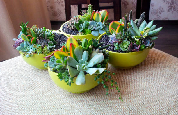 Colorful succulent plants composition in bright lime bowls on beige interior background