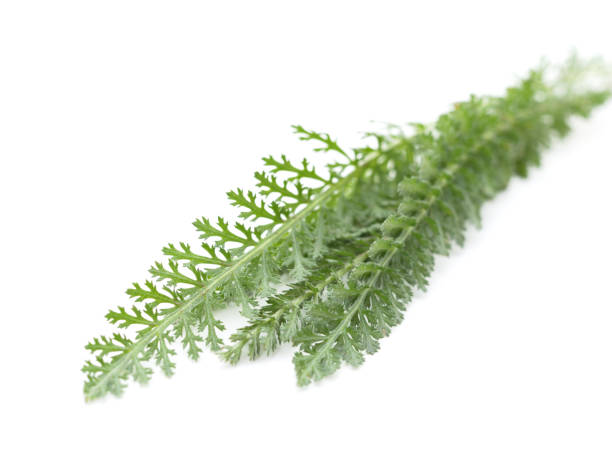 istock Bunch of green grass. 1223263293