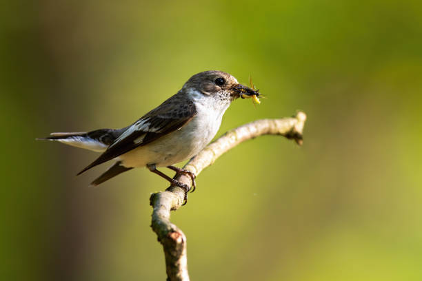 istock European pied flycatcher holding an insect while resting on the thin twig on sun 1223263337