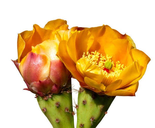 istock prickly pear cactus flowers close up 1223263379