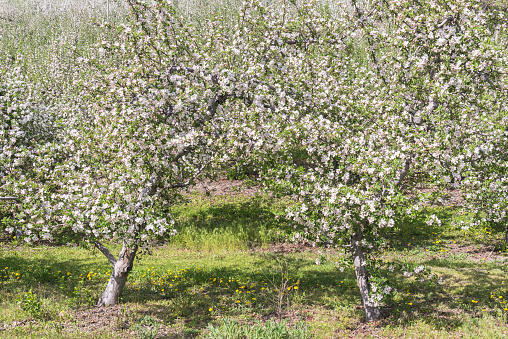 Blossoming Apple Trees at Lake Constance