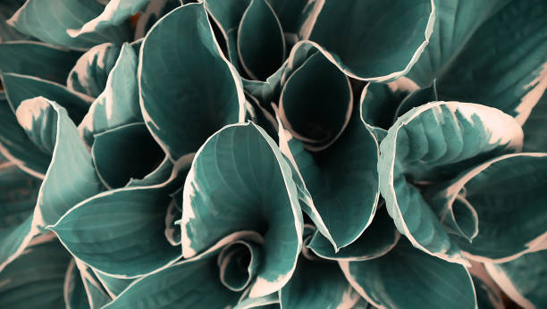 istock Fresh blue young leaves in the spring. Texture background for design 1223263959