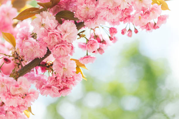 istock Amazing pink cherry blossoms on the Sakura tree. 1223266455