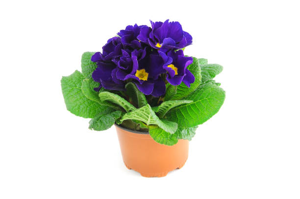 istock blue purple primula flower on isolated white background 1223267622