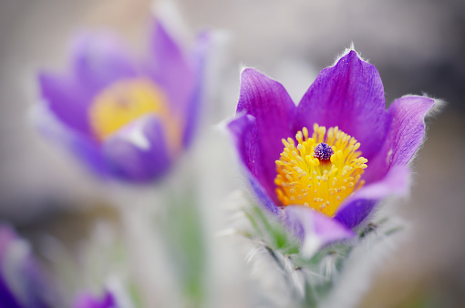 Pasque flower blossom in springtime. closeup