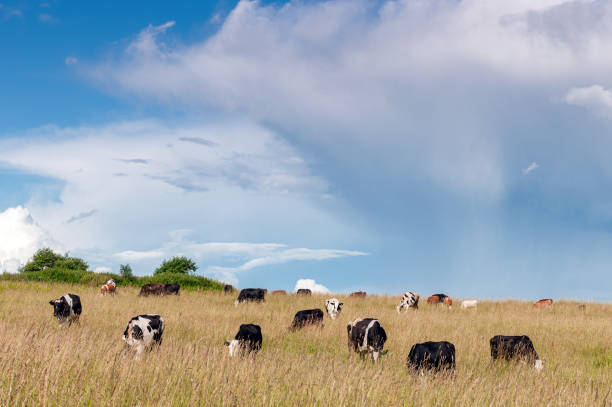 istock Cows who graze on a meadow on a sunny summer day 1223268296