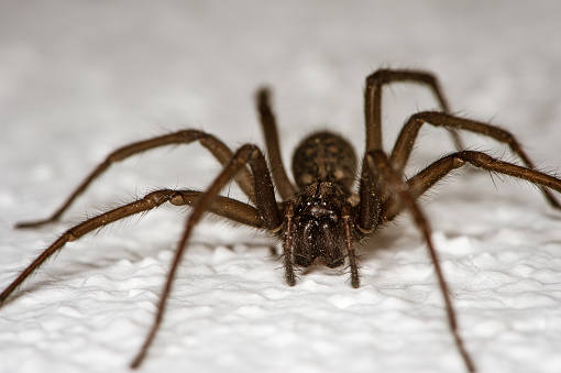 The detailed macro image of a big brown domestic house spider on the white wall is ready to attack