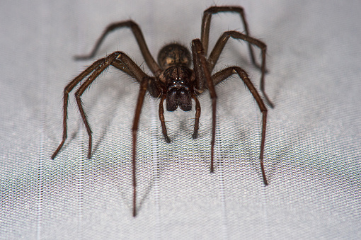The detailed macro image of a big brown domestic house spider on the white curtain
