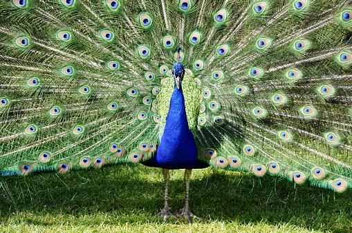 Peacock spreading and displaying his feathers