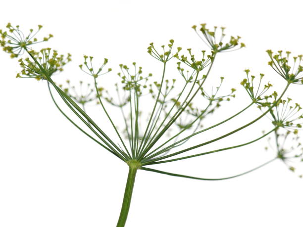 istock Dill plant Anethum graveolens flowers 1223271198