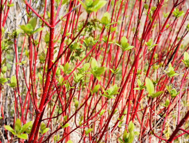 Red stems on shrub in spring The red stems of a Cornus alba siberian dogwood shrub in spring cornus alba sibirica stock pictures, royalty-free photos & images
