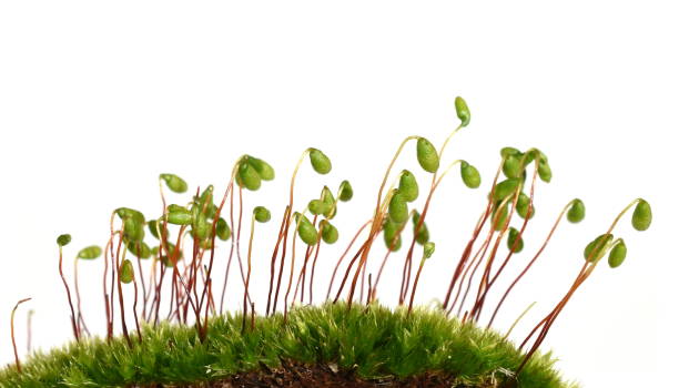 istock Red roof moss sporophytes 1223271220