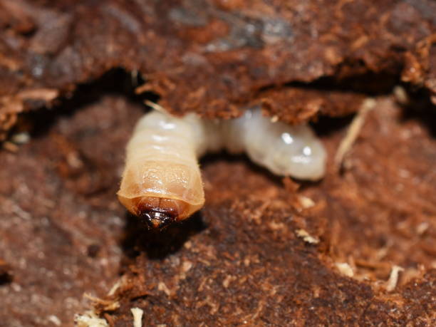 istock Longhorn beetle larva eating wood 1223271245
